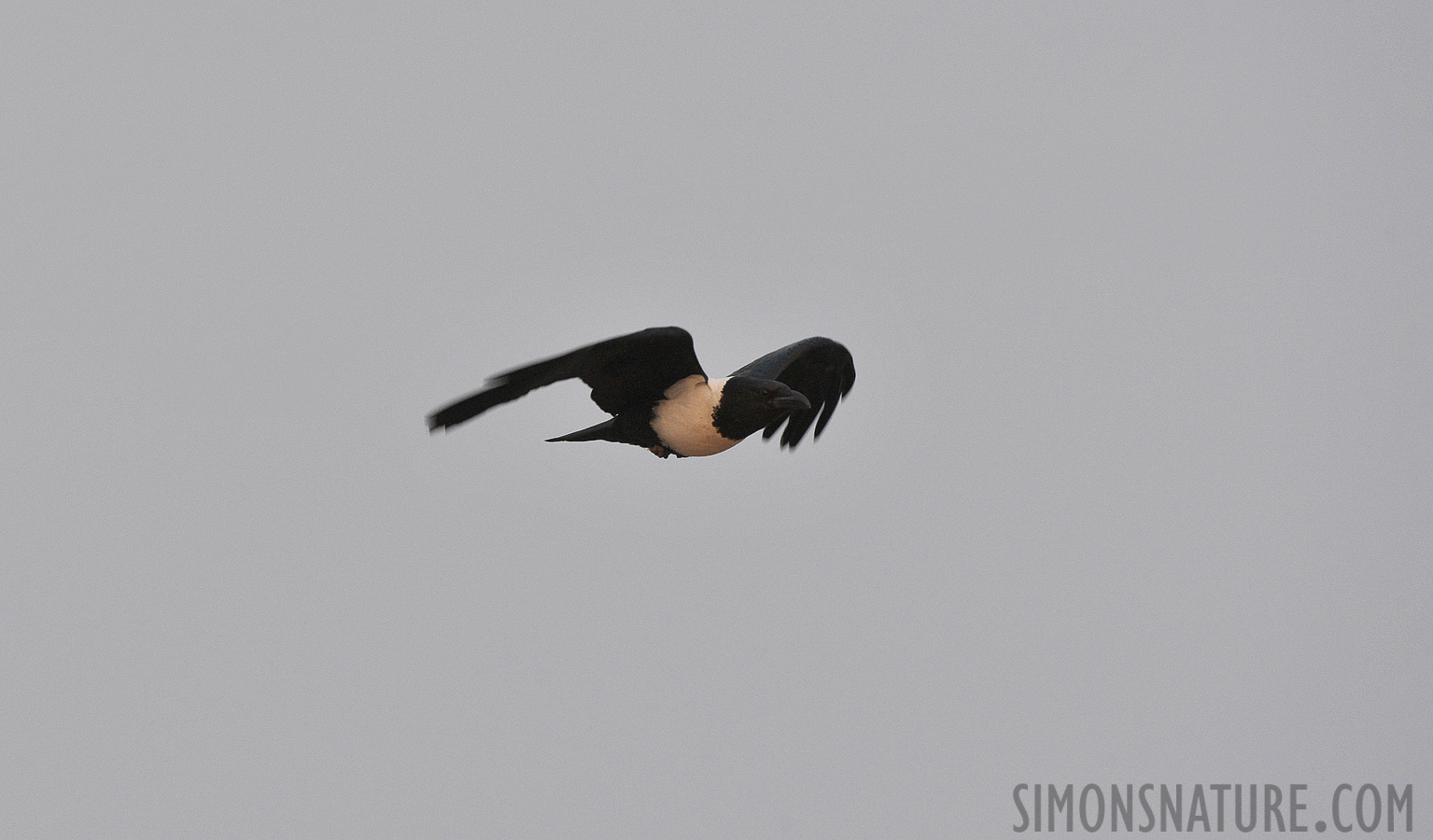 Corvus albus [400 mm, 1/640 sec at f / 8.0, ISO 1600]